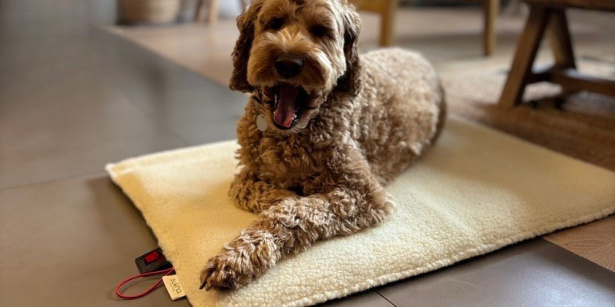 Coussin chauffant pour chien-PACHA